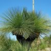 xanthorrhoea preissii 2