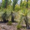 xanthorrhoea preissii 4
