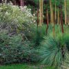 xanthorrhoea preissii 5
