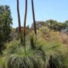 xanthorrhoea preissii 7