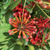 1 stenocarpus sinuatus web
