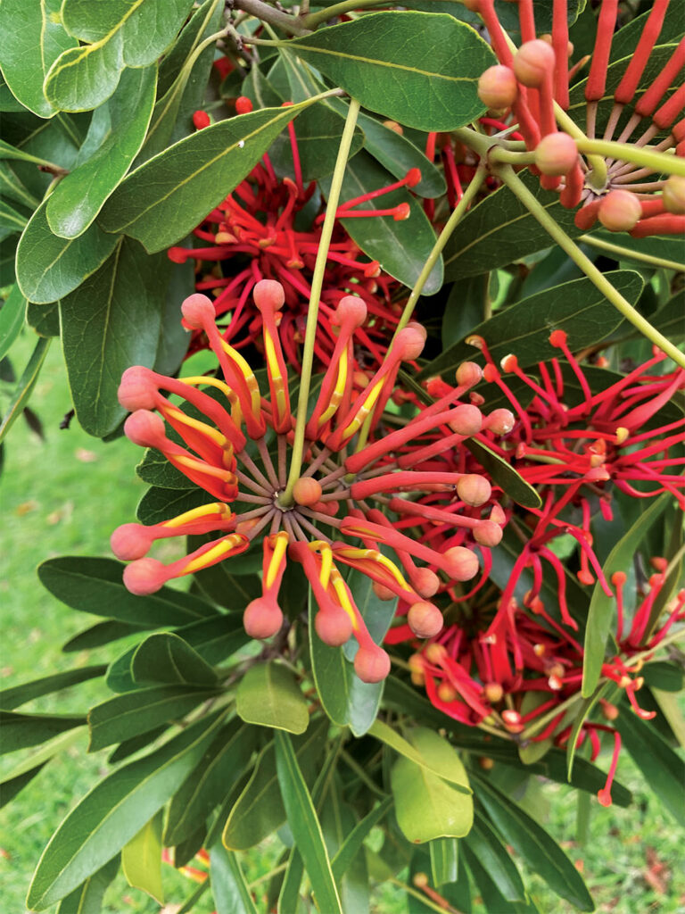 Firewheel Sapling Firewheel Tree | Stenocarpus sinuatus - Native Plant Project