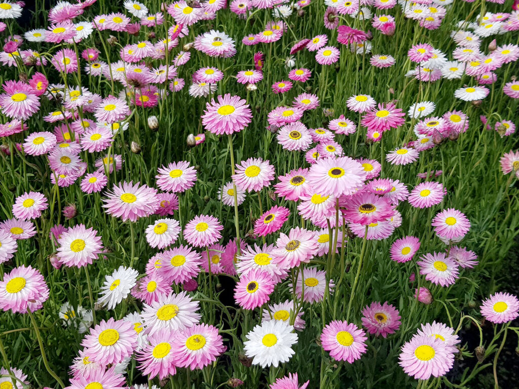 Everlasting Daisy Rhodanthe chlorocephala ssp. Rosea Native Plant Project