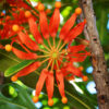 3 stenocarpus sinuatus web