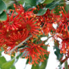 4 stenocarpus sinuatus web