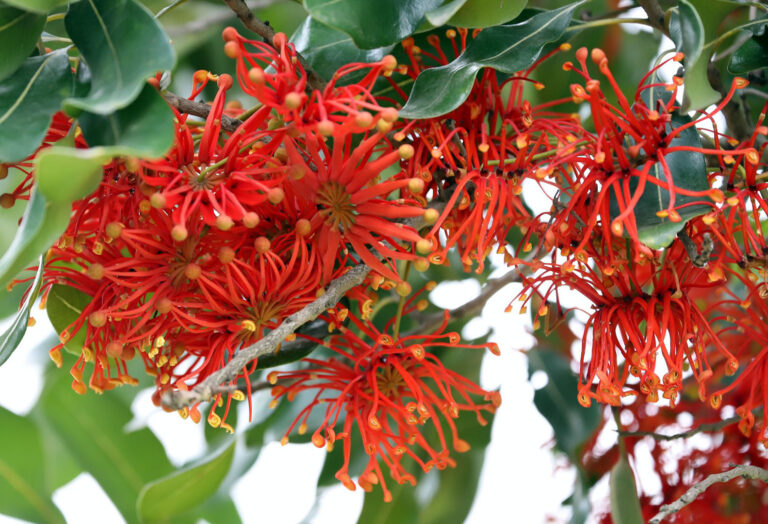 Firewheel Sapling Firewheel Tree | Stenocarpus sinuatus - Native Plant Project