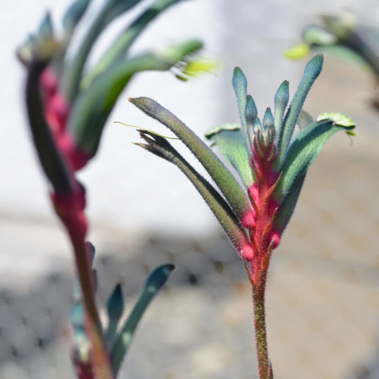 Australian Native Plants Online Nursery Native Plant Project