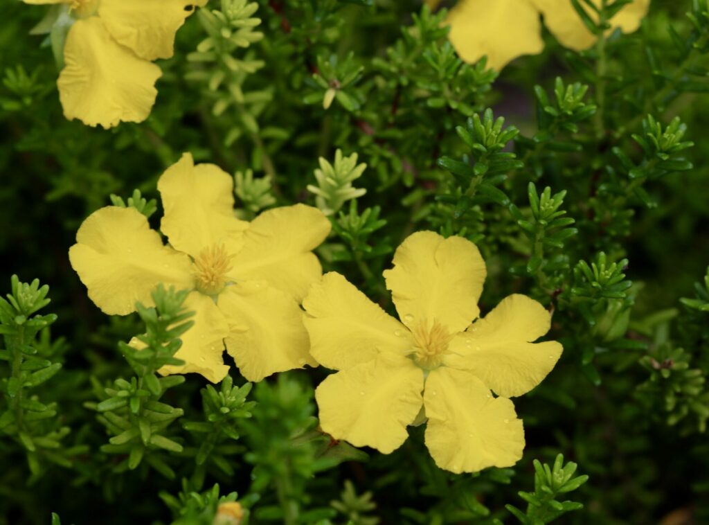 Hibbertia guinea flower Hibbertia vestita Native Plant Project