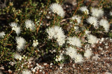 1 Kunzea pomifera (Custom)