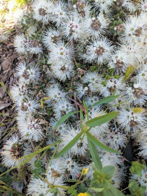 Kunzea pomifera