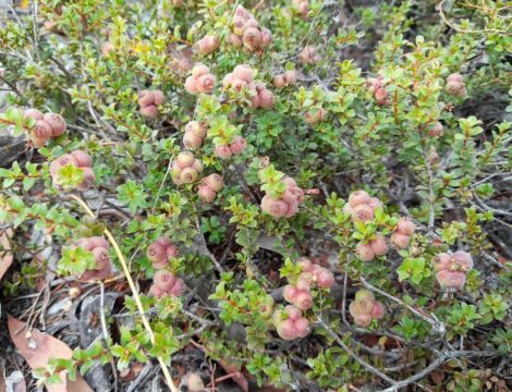 Kunzea pomifera