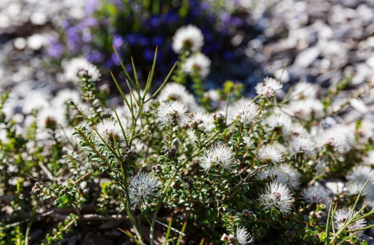 Red Rocks 441.jpg Kunzea pomifera (Custom)