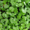 1 dichondra repens