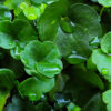 2 dichondra repens