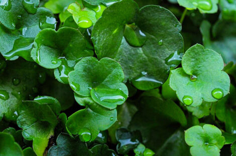 2 dichondra repens