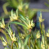 Anigozanthos Celebrations ‘Aussie Spirit’ 02