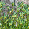 Anigozanthos Celebrations ‘Aussie Spirit’ 03