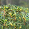 Anigozanthos Celebrations ‘Aussie Spirit’ 04