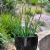Anigozanthos Celebrations ‘Aussie Spirit’ 05