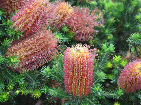 Banksia ericifolia Little Eric 01