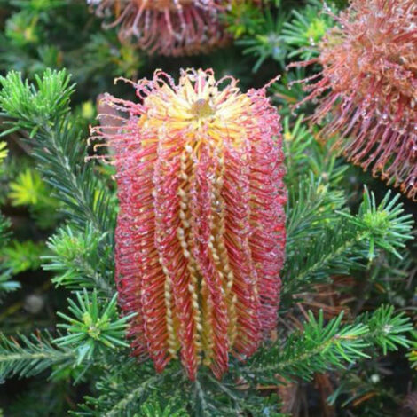 Banksia ericifolia Little Eric 02