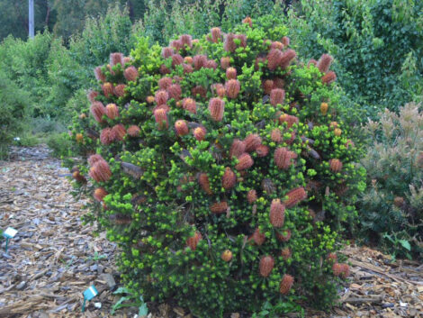 Banksia ericifolia Little Eric 03