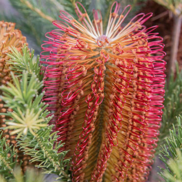 Banksia ericifolia Little Eric 04