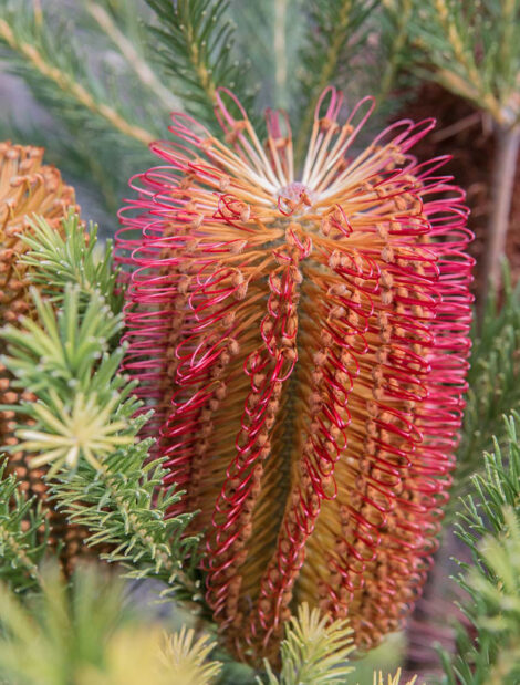 Banksia ericifolia Little Eric 04