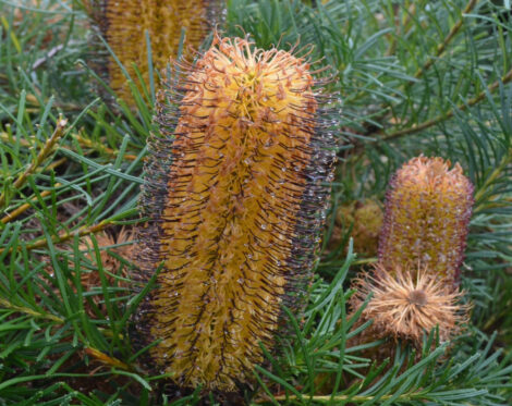Banksia spinulosa Cherry Candles 01