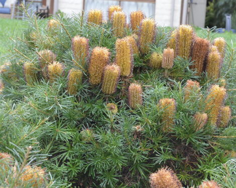 Banksia spinulosa Cherry Candles 02