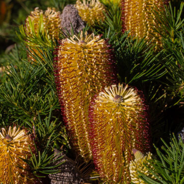 Banksia spinulosa Cherry Candles 03