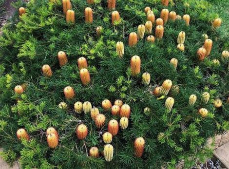 Banksia spinulosa Cherry Candles 04