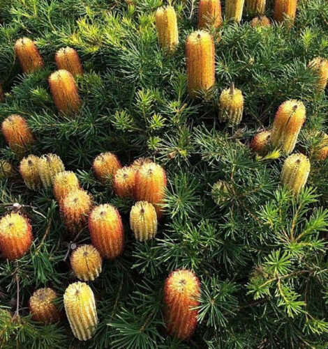 Banksia spinulosa Cherry Candles 05
