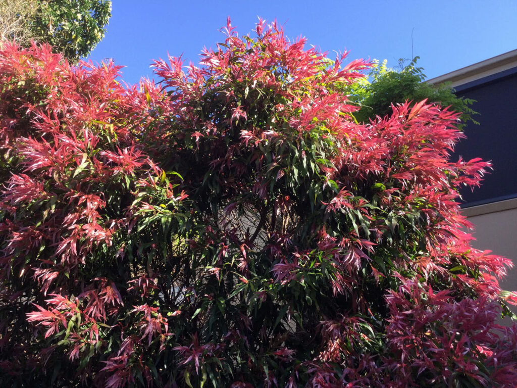 Bottlebrush Callistemon salignus ‘Great Balls of Fire’ Native Plant Project