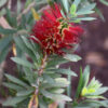 Callistemon viminalis ‘LJ1’ ‘Better John’ 01