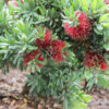 Callistemon viminalis ‘LJ1’ ‘Better John’ 02