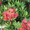 Callistemon viminalis ‘LJ1’ ‘Better John’ 03