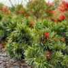 Callistemon viminalis ‘LJ1’ ‘Better John’ 04