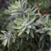 Callistemon viminalis ‘LJ1’ ‘Better John’ 05