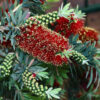 Callistemon viminalis ‘LJ1’ ‘Better John’ 06
