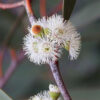 Eucalyptus lacrimans 01