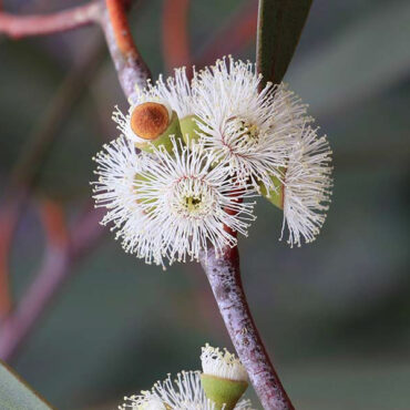 Eucalyptus lacrimans 01