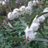 Eucalyptus lacrimans 02