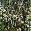 Eucalyptus lacrimans 03