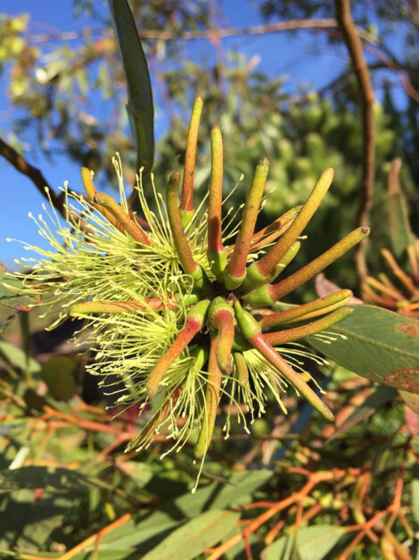 Eucalyptus macranda 02