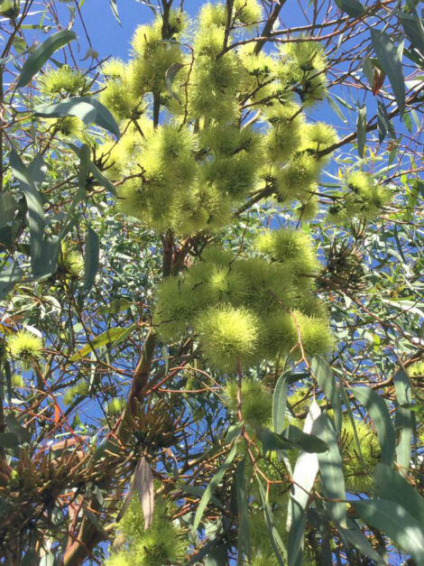 Eucalyptus macranda 03