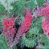 Grevillea Carpet Layer 1