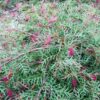 Grevillea Carpet Layer 2