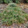 Grevillea Carpet Layer 3