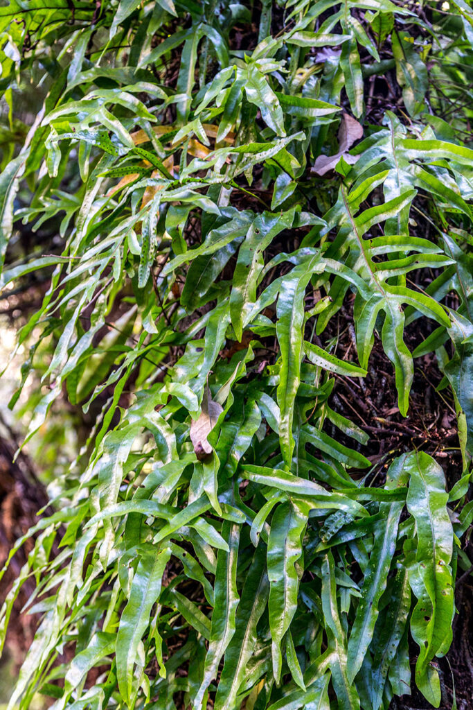 Kangaroo Paw Fern | Microsorum diversifolium - Native Plant Project